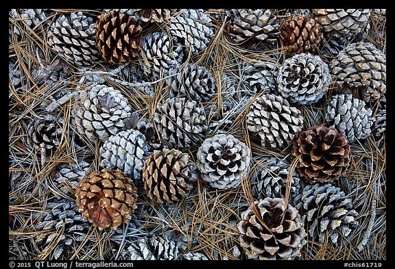 Torrey Pine cones and needles on the ground, Santa Rosa Island. Channel Islands National Park, California, USA.