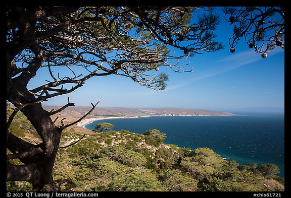 Torrey Pine framing Bechers Bay, Santa Rosa Island. Channel Islands National Park (color)