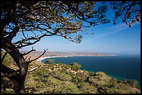 Torrey Pine framing Bechers Bay, Santa Rosa Island. Channel Islands National Park ( color)