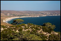 Torrey Pines and Bechers Bay, Santa Rosa Island. Channel Islands National Park ( color)