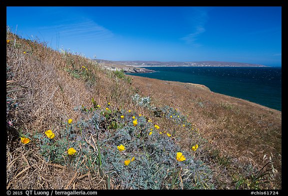 Poppies and grasses near Black Point, Santa Rosa Island. Channel Islands National Park, California, USA.