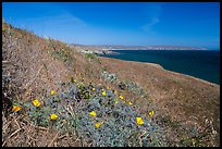 Poppies and grasses near Black Point, Santa Rosa Island. Channel Islands National Park ( color)