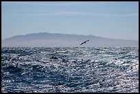 Pod of dolphins, seagall, and Santa Cruz Island. Channel Islands National Park, California, USA.