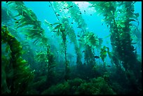 Giant macrocystis kelp anchored on ocean floor, Santa Barbara Island. Channel Islands National Park, California, USA.