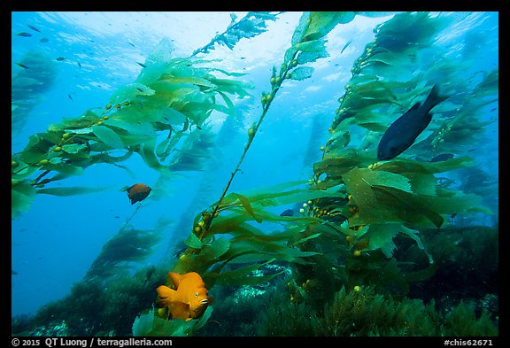 Fish and giant kelp plants, Santa Barbara Island. Channel Islands National Park, California, USA.