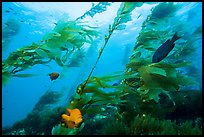 Fish and giant kelp plants, Santa Barbara Island. Channel Islands National Park, California, USA.