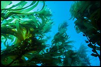 Looking up kelp canopy underwater, Santa Barbara Island. Channel Islands National Park, California, USA.