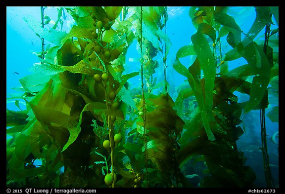 Kelp fronds and pneumatocysts, Santa Barbara Island. Channel Islands National Park (color)
