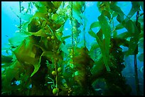 Kelp fronds and pneumatocysts, Santa Barbara Island. Channel Islands National Park ( color)