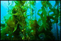 Kelp fronds and pneumatocysts, Santa Barbara Island. Channel Islands National Park, California, USA.