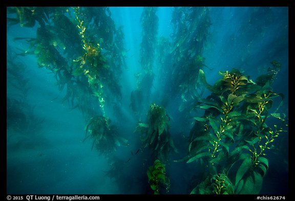 Sunrays looking down kelp forest, Santa Barbara Island. Channel Islands National Park, California, USA.