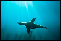 Sea lion underwater with sun rays, Santa Barbara Island. Channel Islands National Park, California, USA.