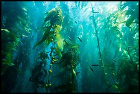 Kelp bed and fish, Santa Barbara Island. Channel Islands National Park ( color)