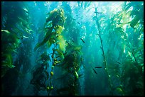 Kelp bed and fish, Santa Barbara Island. Channel Islands National Park, California, USA.