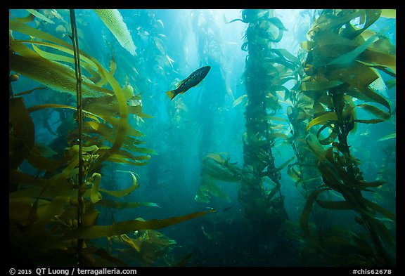 Fish in kelp forest, Santa Barbara Island. Channel Islands National Park, California, USA.