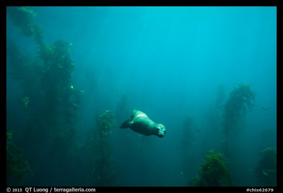 Sea lion and kelp plants, Santa Barbara Island. Channel Islands National Park, California, USA.