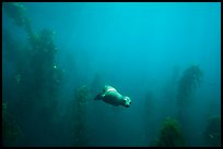 Sea lion and kelp plants, Santa Barbara Island. Channel Islands National Park ( color)