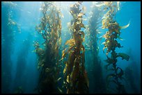 Giant kelp, Macrocystis pyrifera, Santa Barbara Island. Channel Islands National Park ( color)