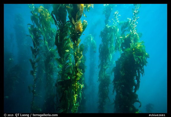 Underwater forest of giant kelp, Santa Barbara Island. Channel Islands National Park (color)
