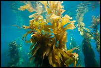 Kelp fronds and reflections, Santa Barbara Island. Channel Islands National Park, California, USA.