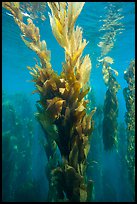 Kelp fronds in shallow water, Santa Barbara Island. Channel Islands National Park, California, USA.