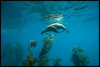 California sea lion under water surface above kelp, Santa Barbara Island. Channel Islands National Park, California, USA.