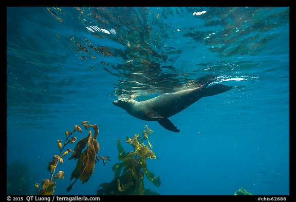 California sea lion swiming underwater, Santa Barbara Island. Channel Islands National Park (color)