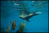 California sea lion swiming underwater, Santa Barbara Island. Channel Islands National Park, California, USA.
