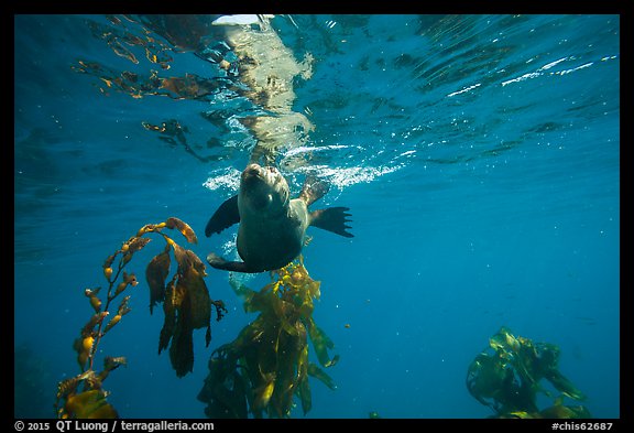 California sea lion swiming sideways, Santa Barbara Island. Channel Islands National Park (color)