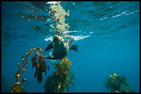 California sea lion swiming sideways, Santa Barbara Island. Channel Islands National Park, California, USA.