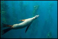 California sea lion and kelp forest underwater, Santa Barbara Island. Channel Islands National Park, California, USA.