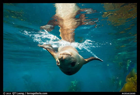 Sea lion swimming upside down, Santa Barbara Island. Channel Islands National Park, California, USA.