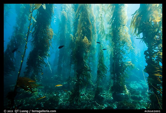 Giant kelp forest, Santa Barbara Island. Channel Islands National Park, California, USA.