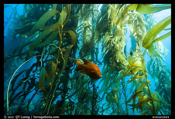 Garibaldi beneath kelp canopy, Santa Barbara Island. Channel Islands National Park, California, USA.