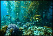 Ocean floor, fish, and kelp forest, Santa Barbara Island. Channel Islands National Park ( color)