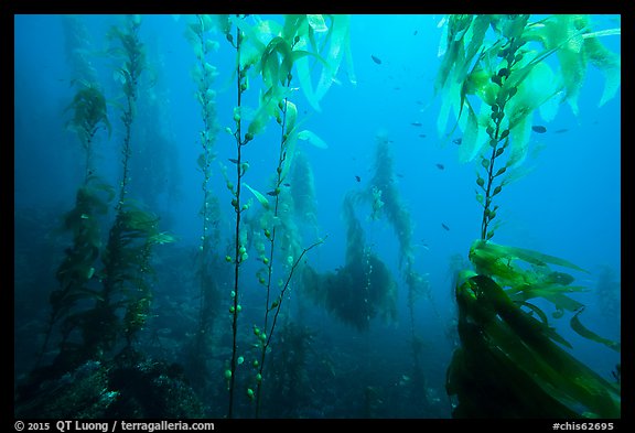Giant kelp, pneumatocysts, and fish, Santa Barbara Island. Channel Islands National Park, California, USA.