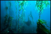 Giant kelp, pneumatocysts, and fish, Santa Barbara Island. Channel Islands National Park ( color)