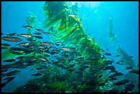 School of fish in kelp forest, Santa Barbara Island. Channel Islands National Park, California, USA.