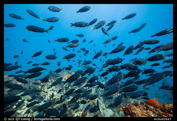 School of fish, Santa Barbara Island. Channel Islands National Park, California, USA.