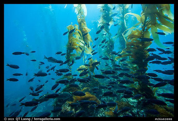 Blackmith schooling in giant kelp, Santa Barbara Island. Channel Islands National Park, California, USA.