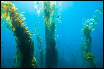 Fish and giant kelp plants, Santa Barbara Island. Channel Islands National Park ( color)