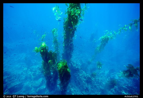 Looking down giant kelp plants and ocean floor, Santa Barbara Island. Channel Islands National Park (color)