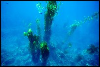 Looking down giant kelp plants and ocean floor, Santa Barbara Island. Channel Islands National Park, California, USA.