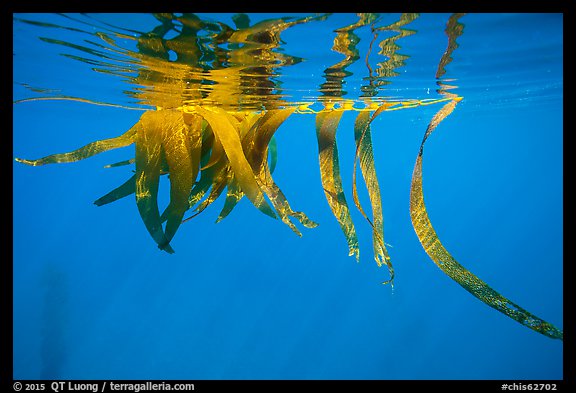 Drifting kelp and reflection, Santa Barbara Island. Channel Islands National Park (color)