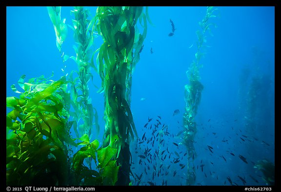 Kelp fronds and school of fish, Santa Barbara Island. Channel Islands National Park, California, USA.