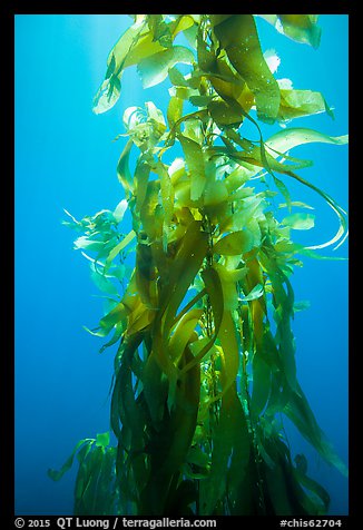 Giant kelp, blades and stipes, Santa Barbara Island. Channel Islands National Park, California, USA.