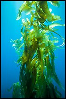 Giant kelp, blades and stipes, Santa Barbara Island. Channel Islands National Park ( color)