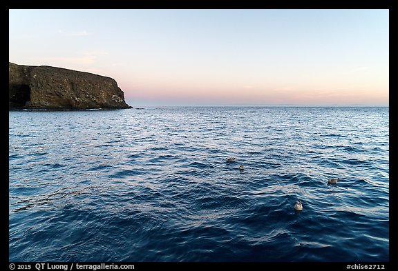 Seabirds at dawn, Santa Barbara Island. Channel Islands National Park, California, USA.