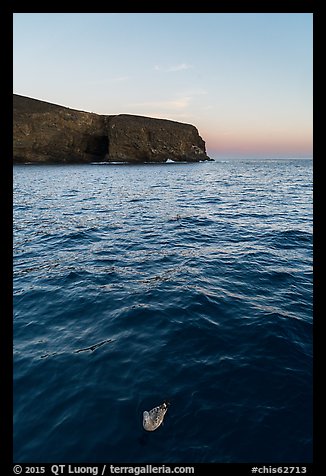 Seabird and Arch Point at dawn, Santa Barbara Island. Channel Islands National Park, California, USA.