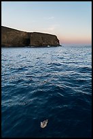 Seabird and Arch Point at dawn, Santa Barbara Island. Channel Islands National Park, California, USA.